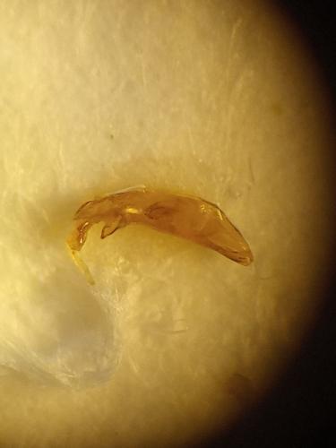 Ocys tachysoides